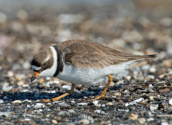 Charadrius semipalmatus  SEMIPALMATED PLOVER  9001946z