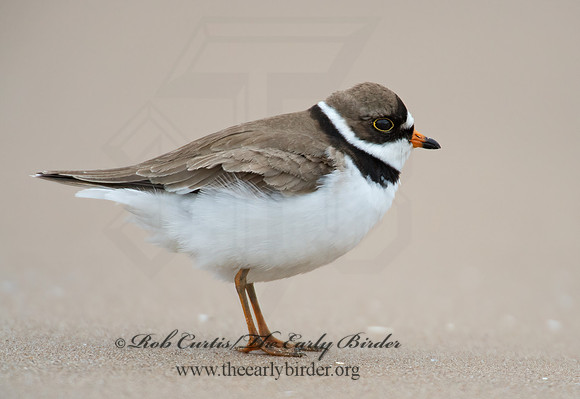 Charadrius semipalmatus  SEMIPALMATED PLOVER  9002435z