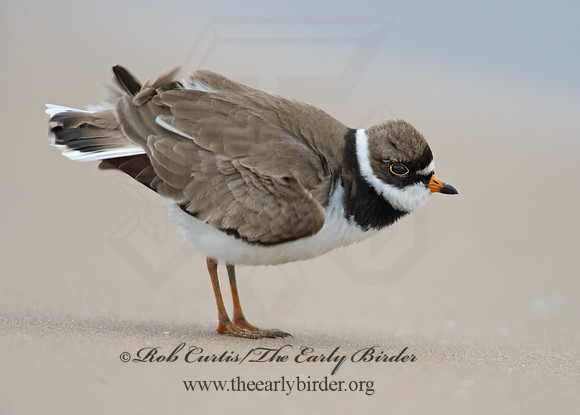 Charadrius semipalmatus  SEMIPALMATED PLOVER  9002437z