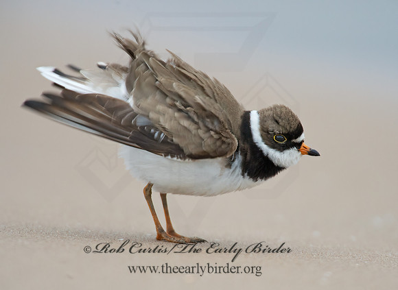 Charadrius semipalmatus  SEMIPALMATED PLOVER  9002438z