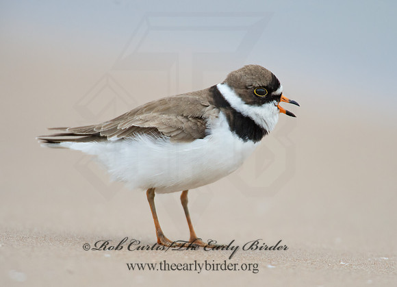 Charadrius semipalmatus  SEMIPALMATED PLOVER  9002440z