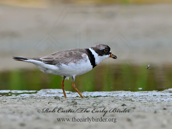 Charadrius semipalmatus  SEMIPALMATED PLOVER 1305306z