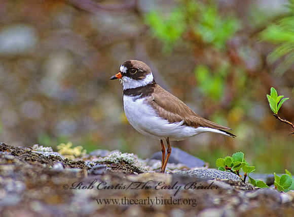 Charadrius semipalmatus  SEMIPALMATED PLOVER  235804z