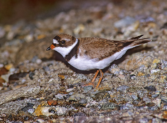 Charadrius semipalmatus  SEMIPALMATED PLOVER  233706z
