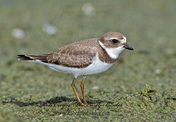 Charadrius semipalmatus  SEMIPALMATED PLOVER  78803.1z