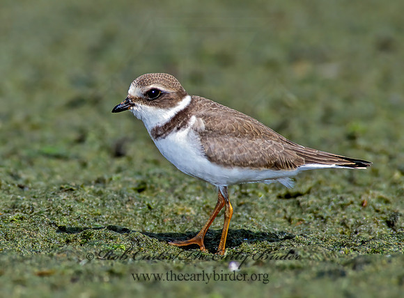 Charadrius semipalmatus  SEMIPALMATED PLOVER  78805-1z
