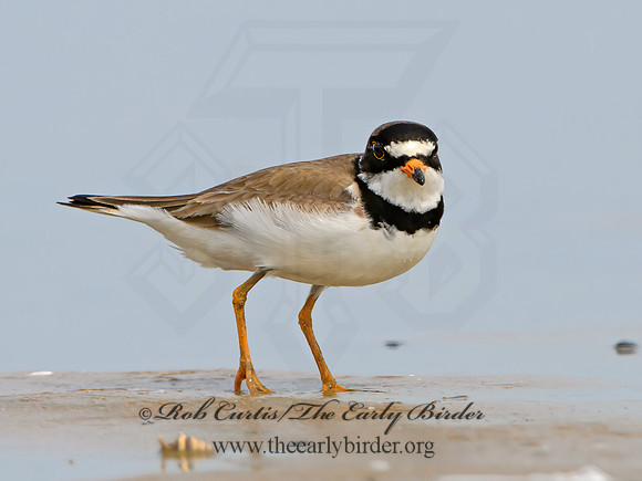 Charadrius semipalmatus  SEMIPALMATED PLOVER  3009365z