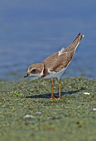 Charadrius semipalmatus  SEMIPALMATED PLOVER  78825.1z