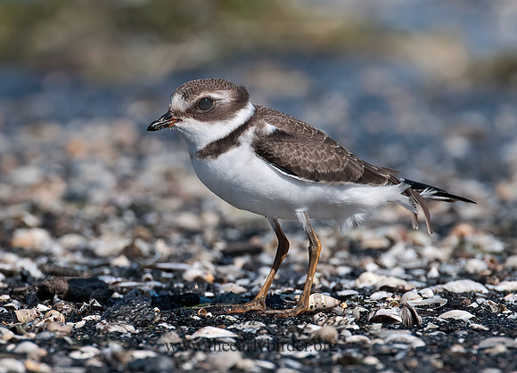 Charadrius semipalmatus  SEMIPALMATED PLOVER  3009370z