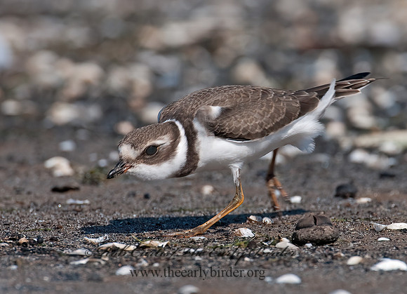 Charadrius semipalmatus  SEMIPALMATED PLOVER  3009372z