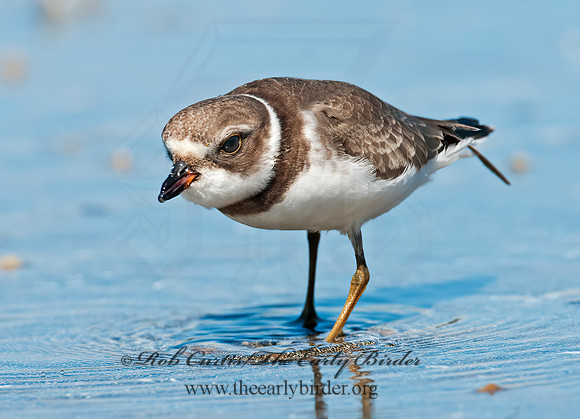 Charadrius semipalmatus  SEMIPALMATED PLOVER  3009410z