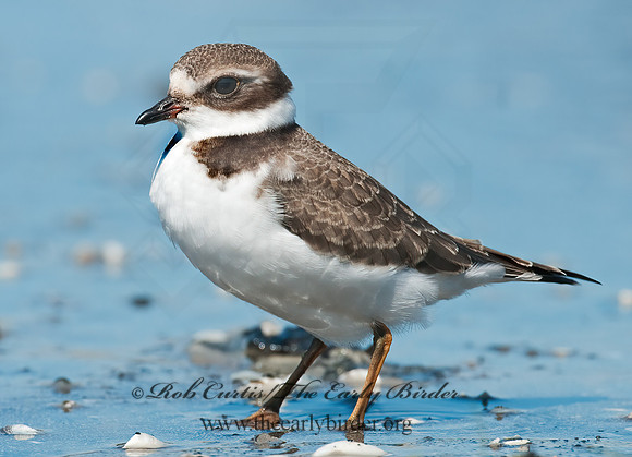 Charadrius semipalmatus  SEMIPALMATED PLOVER  3009423z