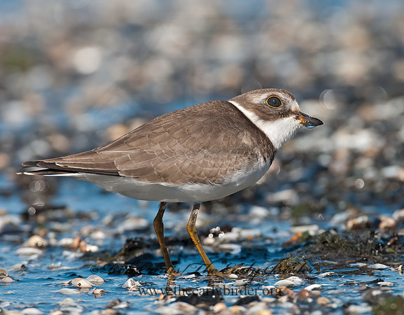 Charadrius semipalmatus  SEMIPALMATED PLOVER  3009425z