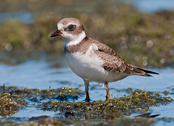 Charadrius semipalmatus  SEMIPALMATED PLOVER  3009438z