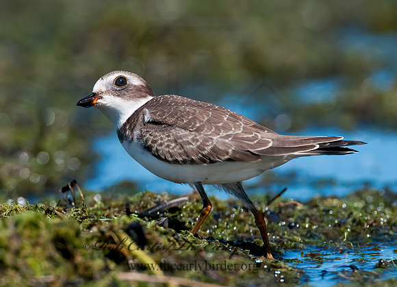Charadrius semipalmatus  SEMIPALMATED PLOVER  3009443z