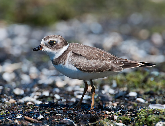 Charadrius semipalmatus  SEMIPALMATED PLOVER  3009440z