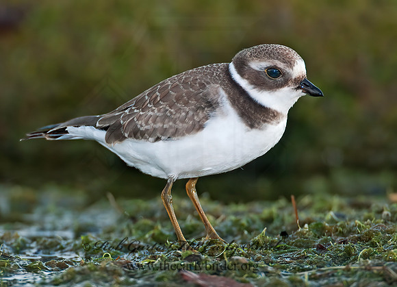 Charadrius semipalmatus  SEMIPALMATED PLOVER  3009922z