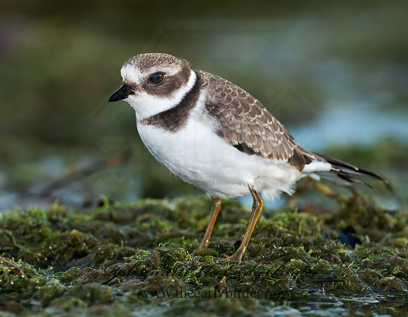 Charadrius semipalmatus  SEMIPALMATED PLOVER  3009923z