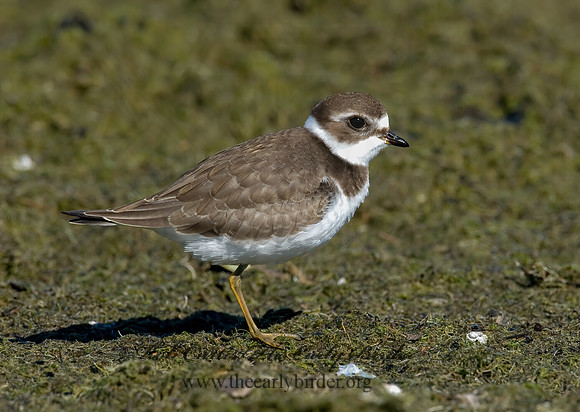 Charadrius semipalmatus  SEMIPALMATED PLOVER  7012187z