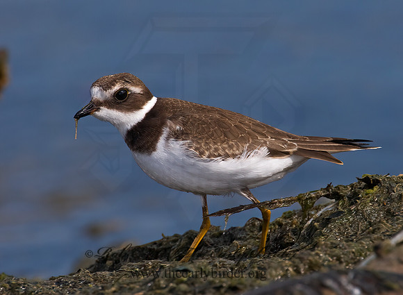 Charadrius semipalmatus  SEMIPALMATED PLOVER  7016904z