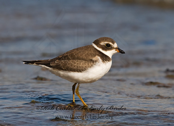 Charadrius semipalmatus  SEMIPALMATED PLOVER  8018116z