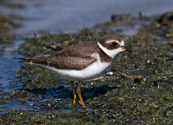 Charadrius semipalmatus  SEMIPALMATED PLOVER  8018192z