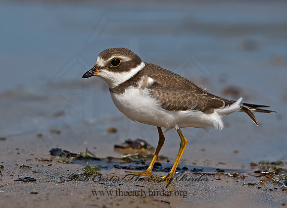 Charadrius semipalmatus  SEMIPALMATED PLOVER  8018229z