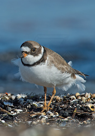 Charadrius semipalmatus  SEMIPALMATED PLOVER  9001954z