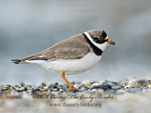 Charadrius semipalmatus  SEMIPALMATED PLOVER  9001939z