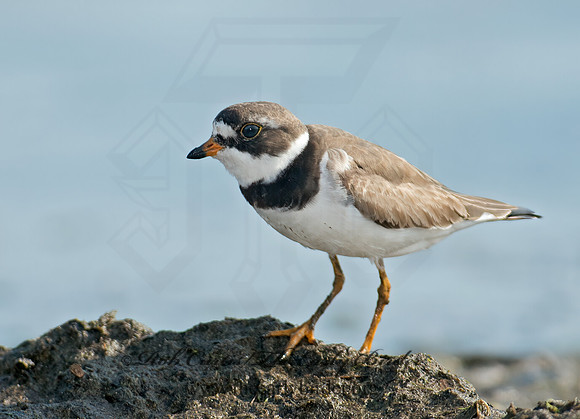 Charadrius semipalmatus  SEMIPALMATED PLOVER  9024159z