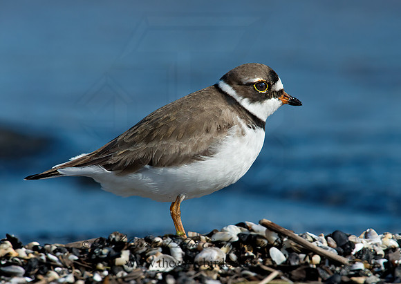Charadrius semipalmatus  SEMIPALMATED PLOVER  9001957z