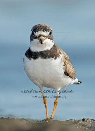 Charadrius semipalmatus  SEMIPALMATED PLOVER  9024160z