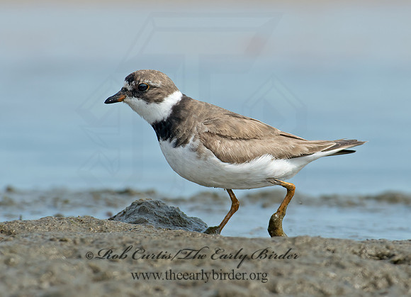 Charadrius semipalmatus  SEMIPALMATED PLOVER  9024184z