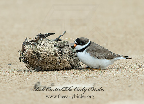 Charadrius semipalmatus  SEMIPALMATED PLOVER  9046594z
