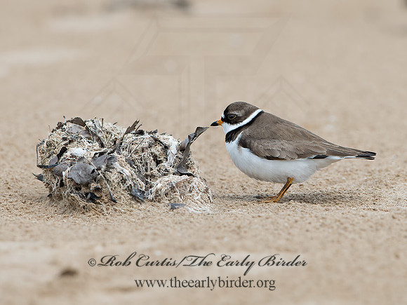 Charadrius semipalmatus  SEMIPALMATED PLOVER  9046603z