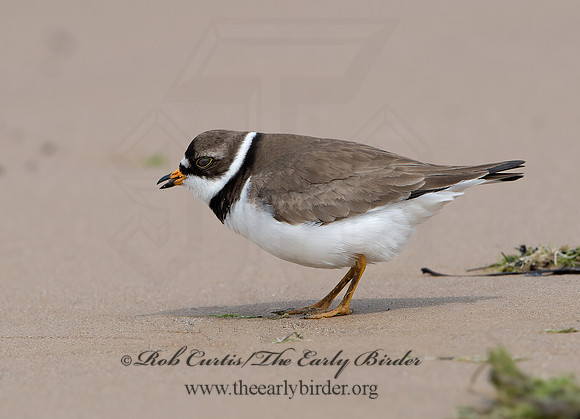 Charadrius semipalmatus  SEMIPALMATED PLOVER  9046614z