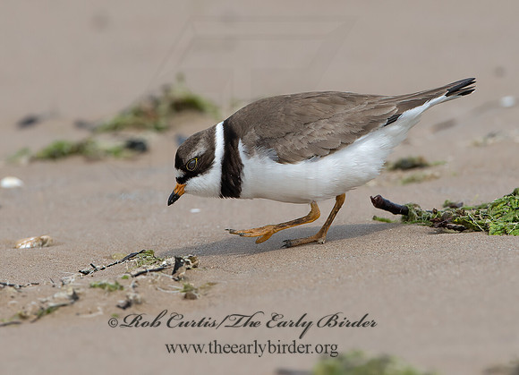 Charadrius semipalmatus  SEMIPALMATED PLOVER  9046617z
