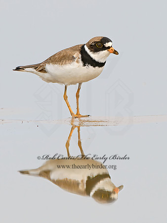Charadrius semipalmatus  SEMIPALMATED PLOVER 1305388z