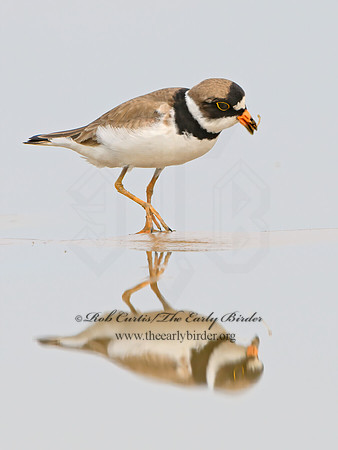 Charadrius semipalmatus  SEMIPALMATED PLOVER 1305389z