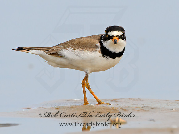 Charadrius semipalmatus  SEMIPALMATED PLOVER 1305392z