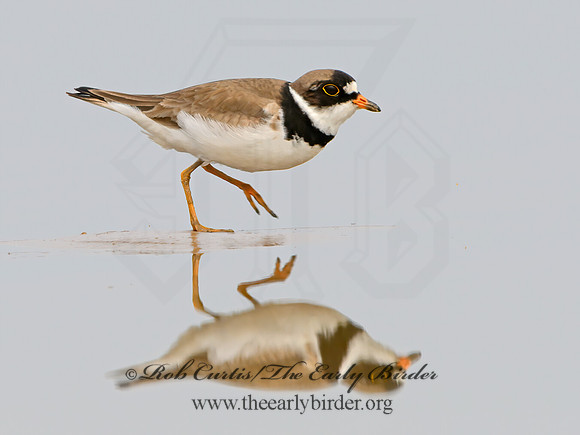 Charadrius semipalmatus  SEMIPALMATED PLOVER 1305390z