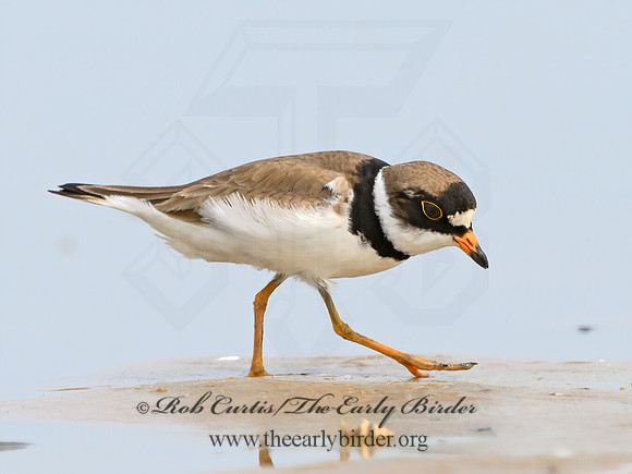 Charadrius semipalmatus  SEMIPALMATED PLOVER 1305394z