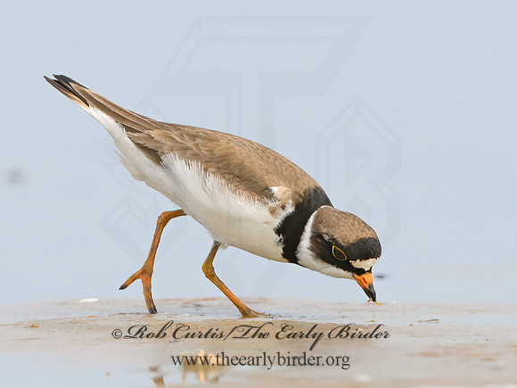 Charadrius semipalmatus  SEMIPALMATED PLOVER 1305395z