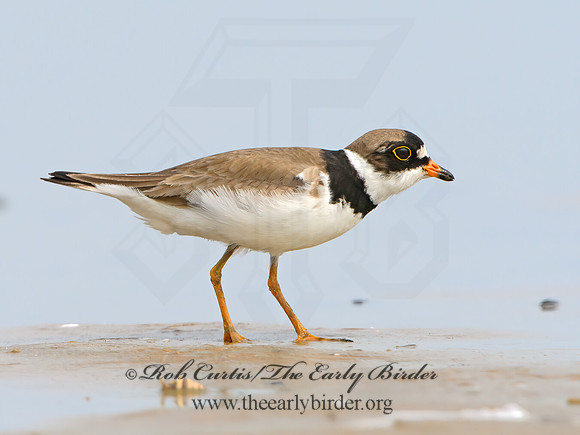 Charadrius semipalmatus  SEMIPALMATED PLOVER 1305396z