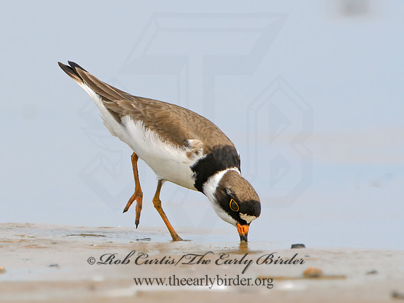Charadrius semipalmatus  SEMIPALMATED PLOVER 1305400z