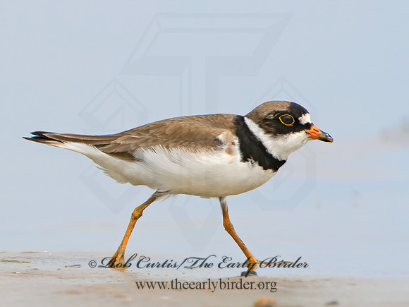 Charadrius semipalmatus  SEMIPALMATED PLOVER 1305401z
