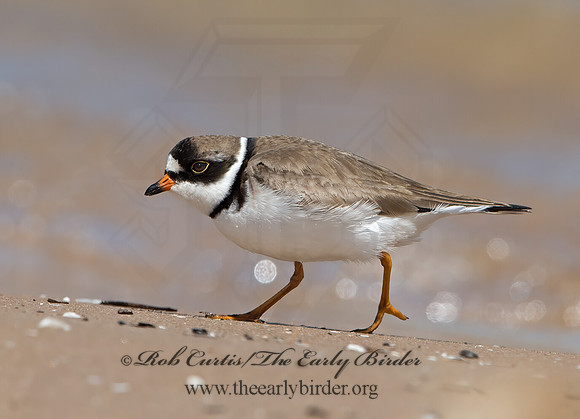 Charadrius semipalmatus  SEMIPALMATED PLOVER 9030638z