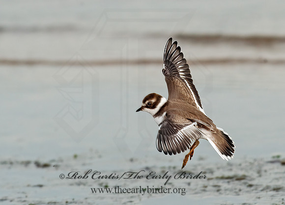 Charadrius semipalmatus  SEMIPALMATED PLOVER  8026616z
