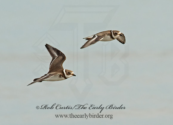 Charadrius semipalmatus  SEMIPALMATED PLOVER  8026624z