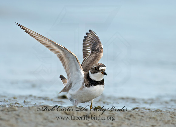 Charadrius semipalmatus  SEMIPALMATED PLOVER  9024188z
